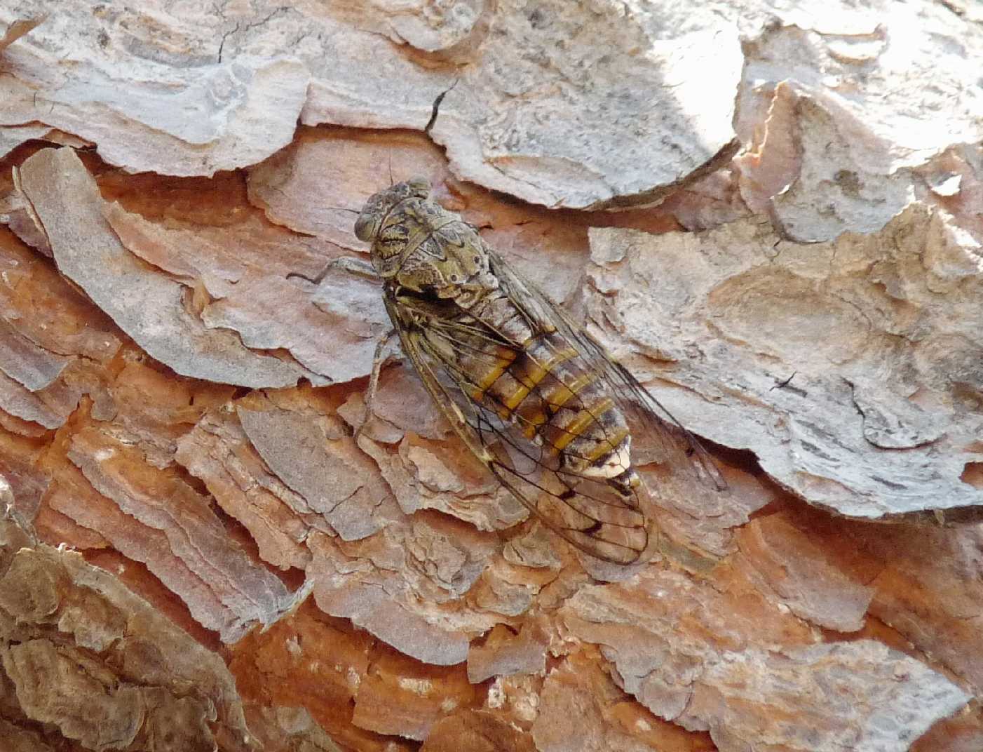 Exuvie di cicala (Cicada orni?)